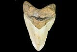Fossil Megalodon Tooth - North Carolina #109559-1